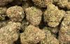 Sativa/Haze Sorte - Grade A - Import-De Only